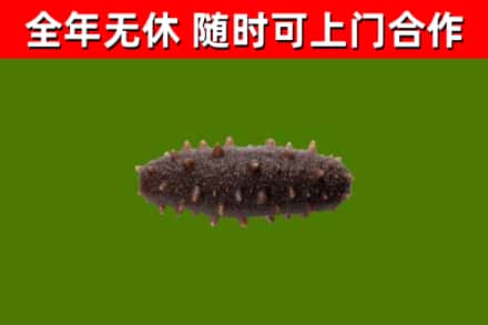 南关烟酒回收干海参.jpg